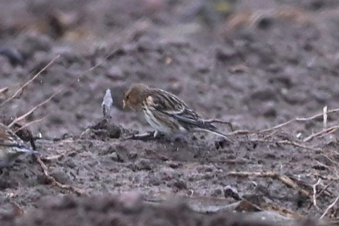 Linotte à bec jaune  - Mariusz Godlewski