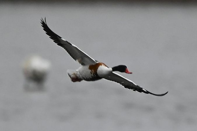 ohar  - Mariusz Godlewski