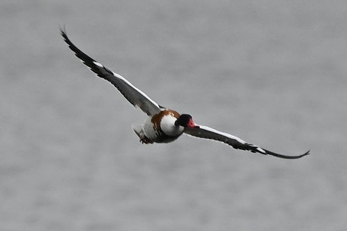 ohar  - Mariusz Godlewski