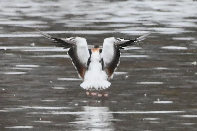 ohar  - Mariusz Godlewski