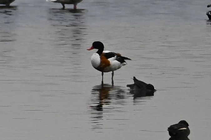 Tadorne de Belon  - Mariusz Godlewski