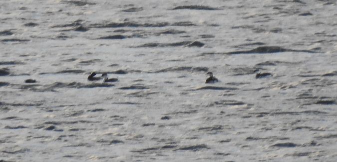 perkoz rogaty  - Maciej Niedzielski