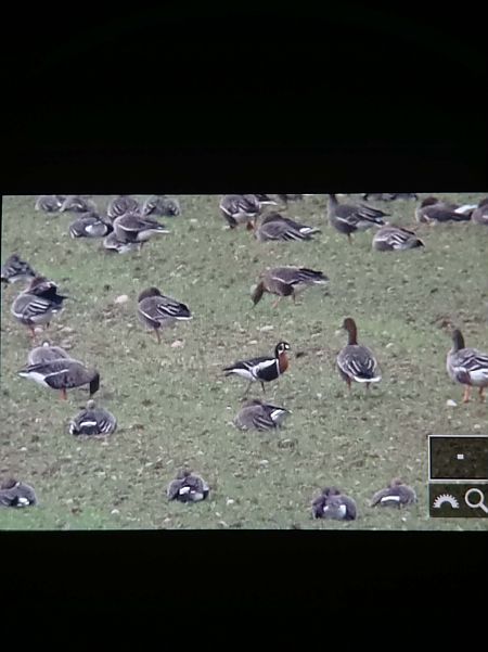Red-breasted Goose  - Bartłomiej Łukaszewicz