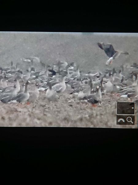 gęś krótkodzioba  - Bartłomiej Łukaszewicz