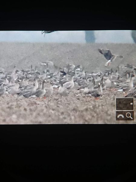 Oie à bec court  - Bartłomiej Łukaszewicz