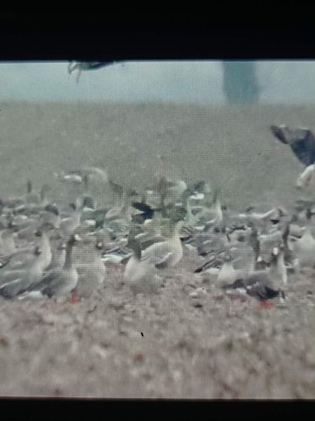 Oie à bec court  - Bartłomiej Łukaszewicz