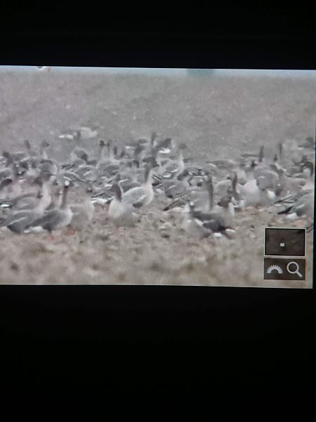 Oie à bec court  - Bartłomiej Łukaszewicz
