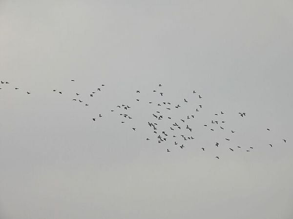 Hohltaube  - Kacper Mikulski