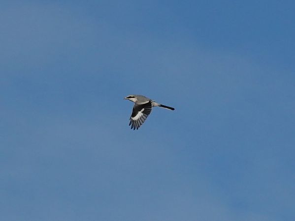 srokosz  - Mateusz Gutowski