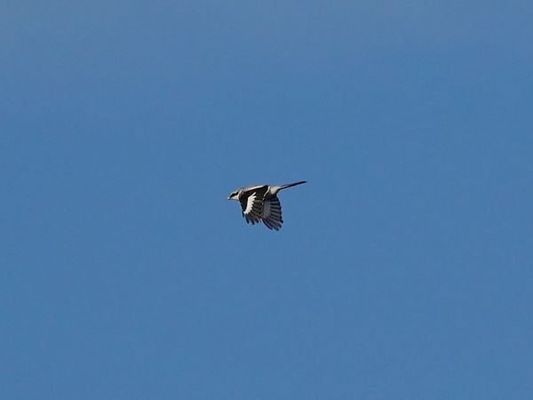 Pie-grièche grise  - Mateusz Gutowski