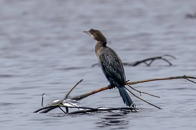 kormoran mały  - Mariusz Lizoń