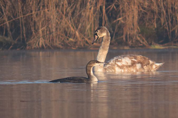 Prachttaucher  - Zenon Niziołek