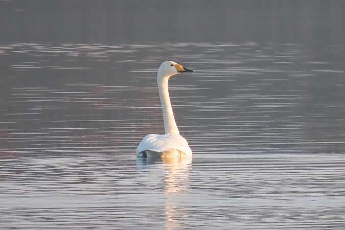 Whooper Swan  - Zenon Niziołek