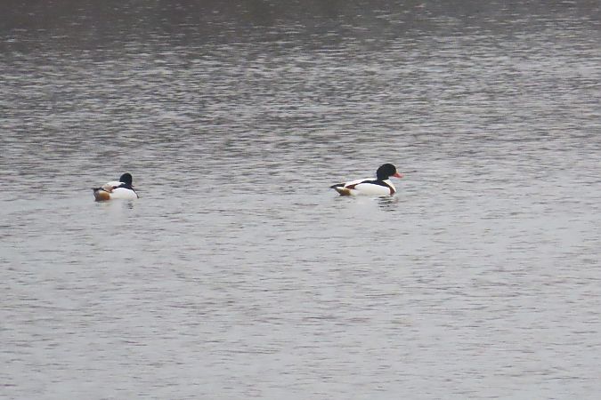 ohar  - Zenon Niziołek