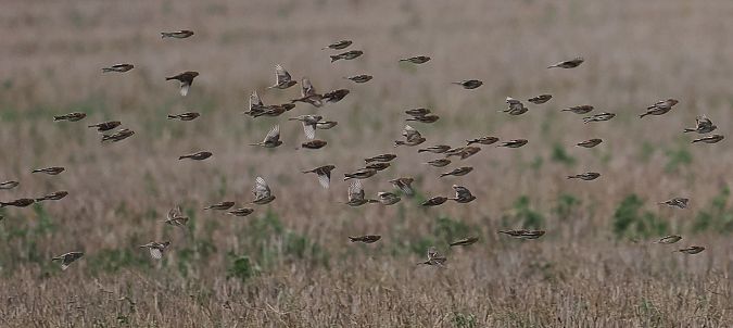 rzepołuch  - Jarosław Mydlak
