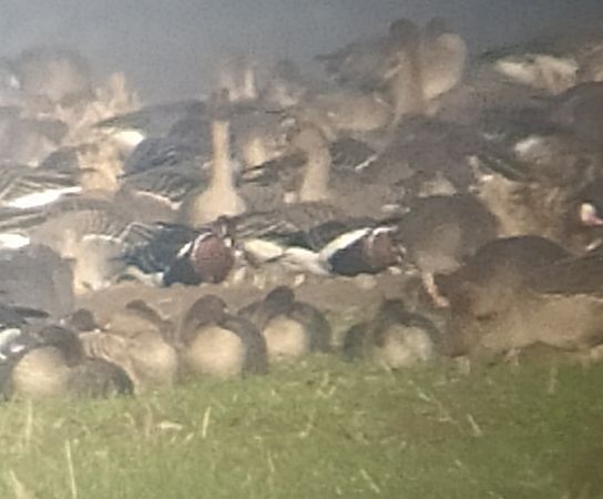 bernikla rdzawoszyja  - Łukasz Matyjasiak