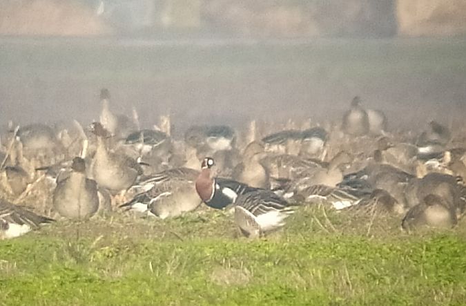 Rothalsgans  - Łukasz Matyjasiak