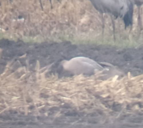 Pink-footed Goose  - Łukasz Matyjasiak
