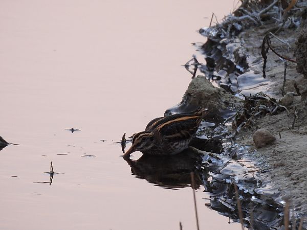 Zwergschnepfe  - Marek Bebłot