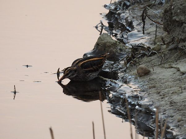 Zwergschnepfe  - Marek Bebłot