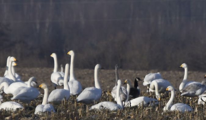 Kanadagans  - Jacek Zarzycki