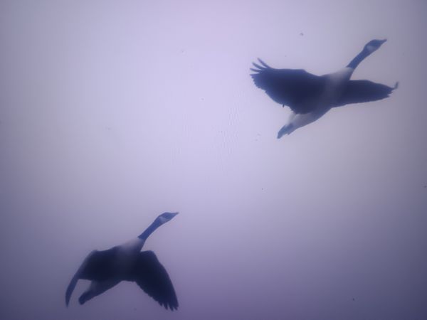 bernikla kanadyjska  - Piotr Janowicz