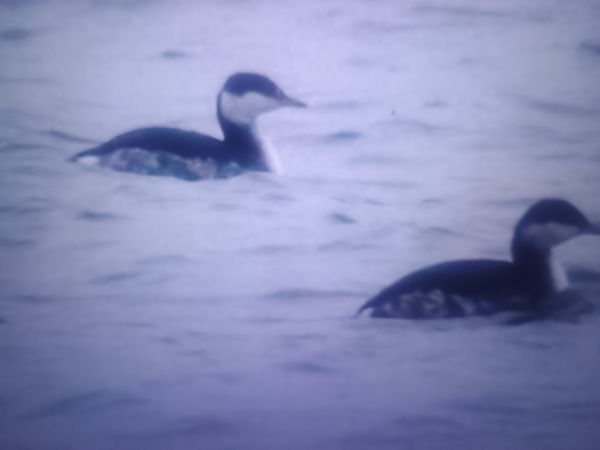 perkoz rogaty  - Piotr Janowicz