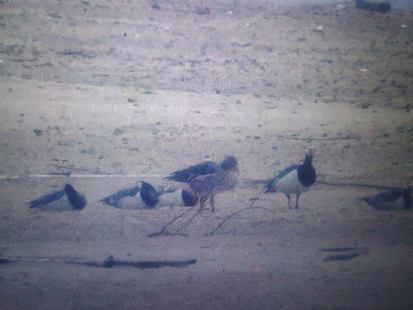 bernikla białolica  - Piotr Janowicz