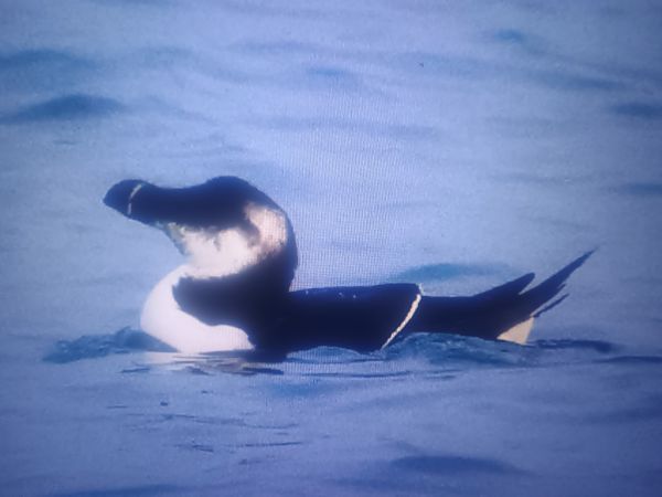 alka  - Piotr Janowicz