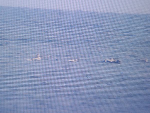 edredon  - Piotr Janowicz