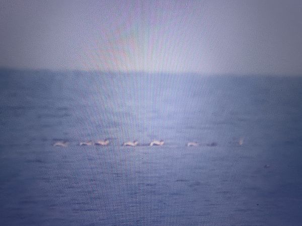 Eider à duvet  - Piotr Janowicz