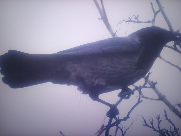 Hybrid Raben- x Nebelkrähe  - Piotr Janowicz