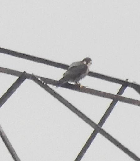 sokół wędrowny  - Marek Janas