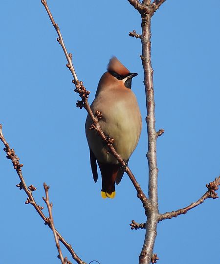 jemiołuszka  - Marek Janas