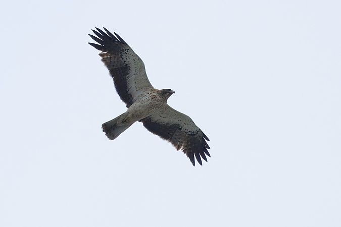 orzełek  - Adam Raciborski