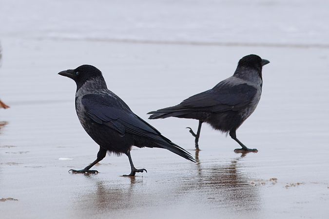 czarnowron x wrona siwa  - Adam Raciborski