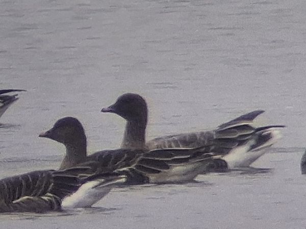 Oie à bec court  - Wojciech Siuda