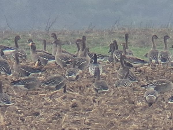 Weisswangengans  - Wojciech Siuda