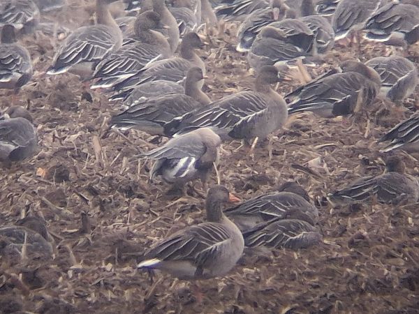 Kurzschnabelgans  - Wojciech Siuda