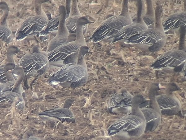 Oie à bec court  - Wojciech Siuda
