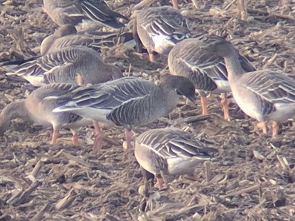 Oie à bec court  - Wojciech Siuda