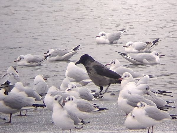 czarnowron x wrona siwa  - Wojciech Siuda