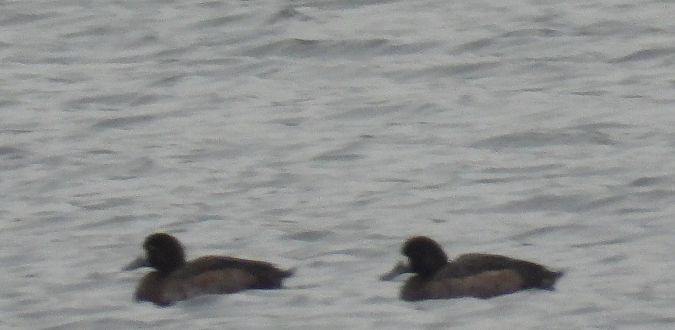 ogorzałka  - Wojciech Łapiński