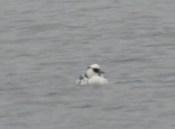 bielaczek  - Wojciech Łapiński