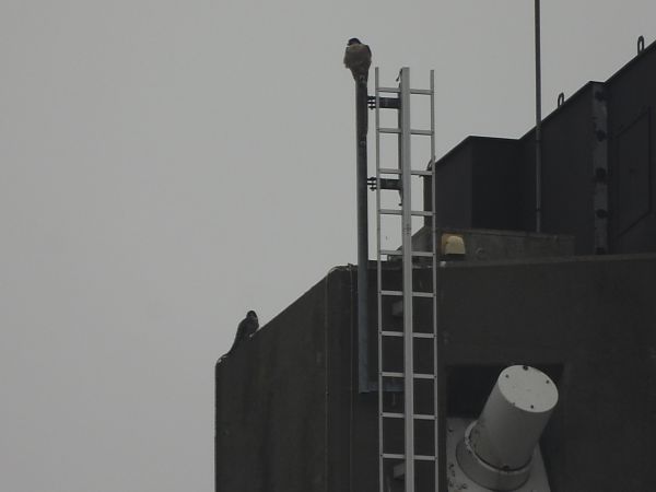 sokół wędrowny  - Wojciech Łapiński