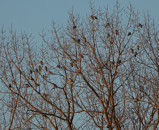 Hohltaube  - Wojciech Łapiński