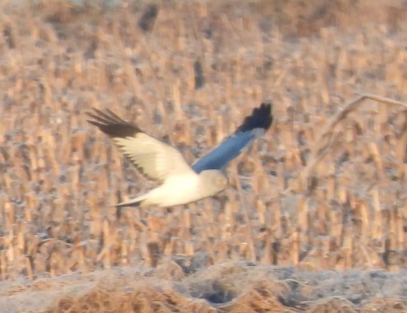 błotniak zbożowy  - Wojciech Łapiński