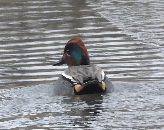 cyraneczka  - Wojciech Łapiński