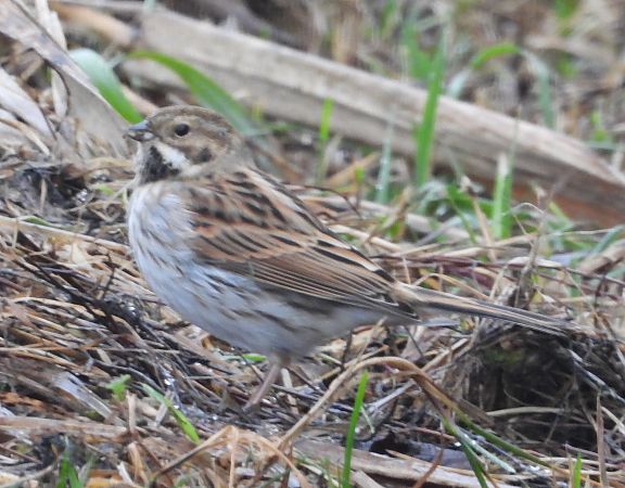 potrzos  - Wojciech Łapiński