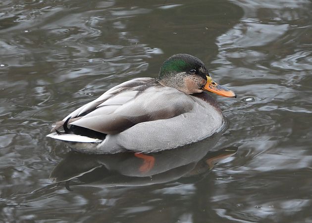 krzyżówka  - Wojciech Łapiński